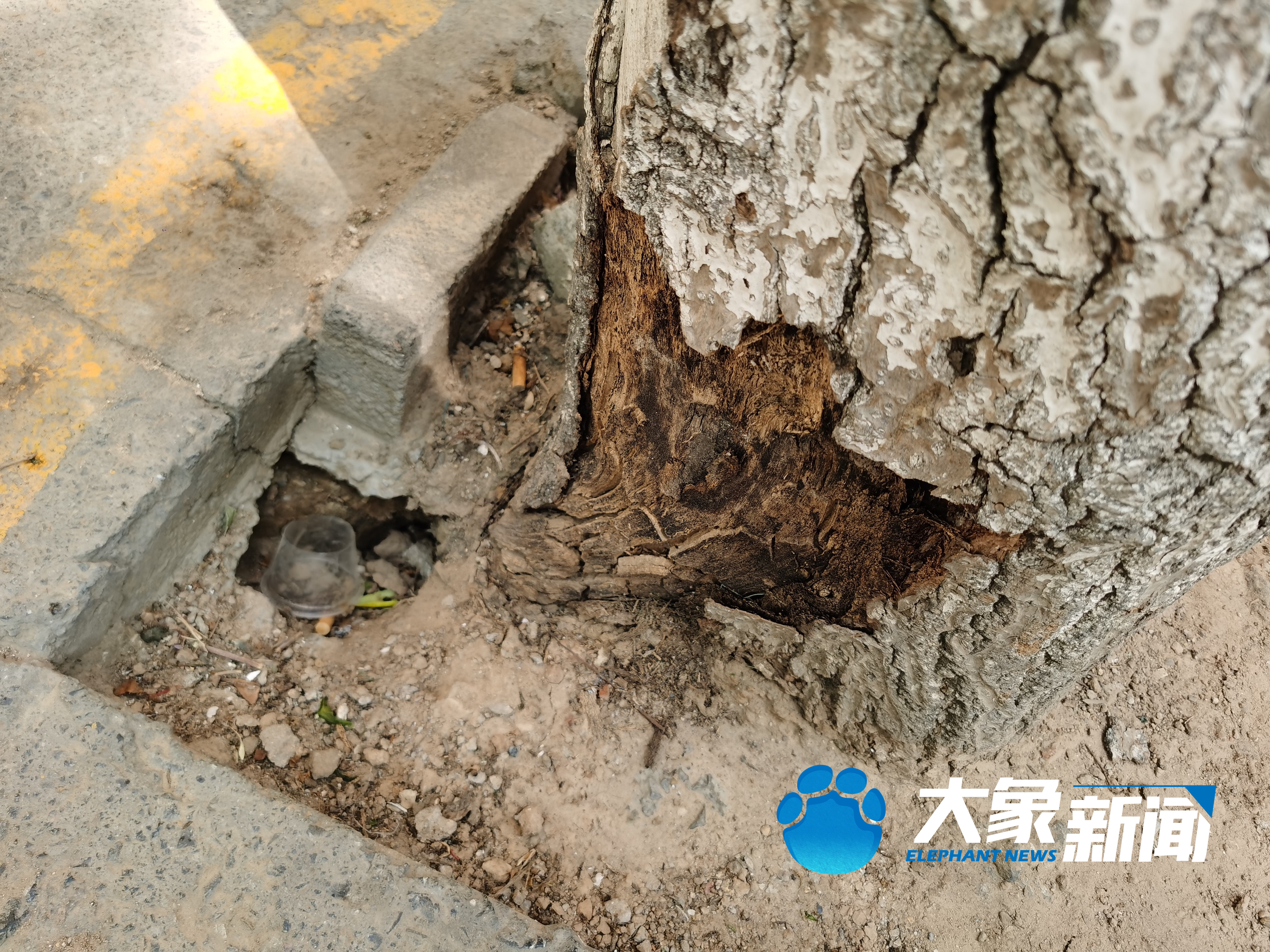 郑州一校门口三棵泡桐树因根部腐烂随时可能倒下危及学生安全 学校无权伐树犯了难