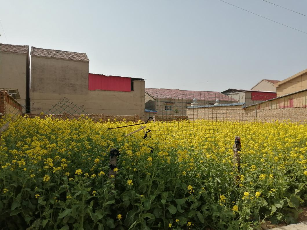 尉氏县张市镇空心院治理整出新花样