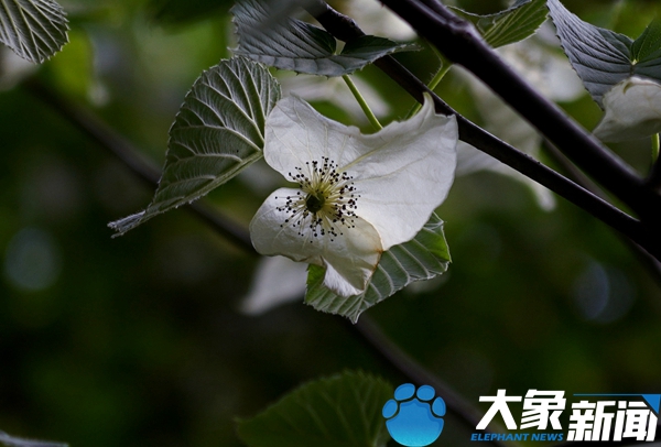 郑州植物园植物界的“大熊猫”罕见开花