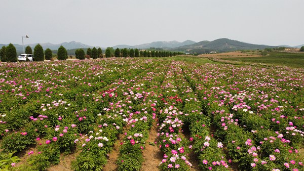 驻马店市确山县竹沟镇王岗村芍药花海五一期间暂停对外开放