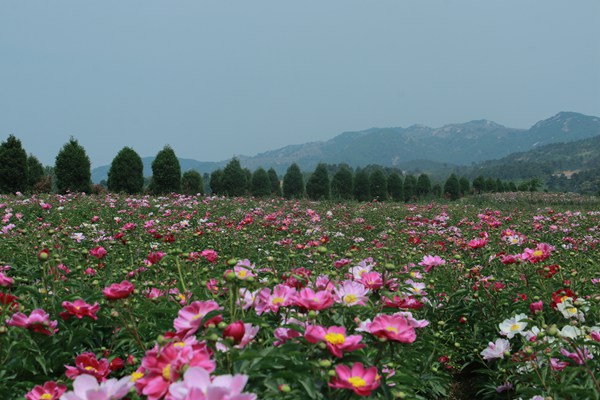驻马店市确山县竹沟镇王岗村芍药花海五一期间暂停对外开放