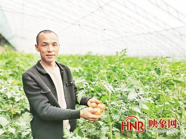 安阳县梨园村：甜蜜的“柿”业 甜蜜的生活