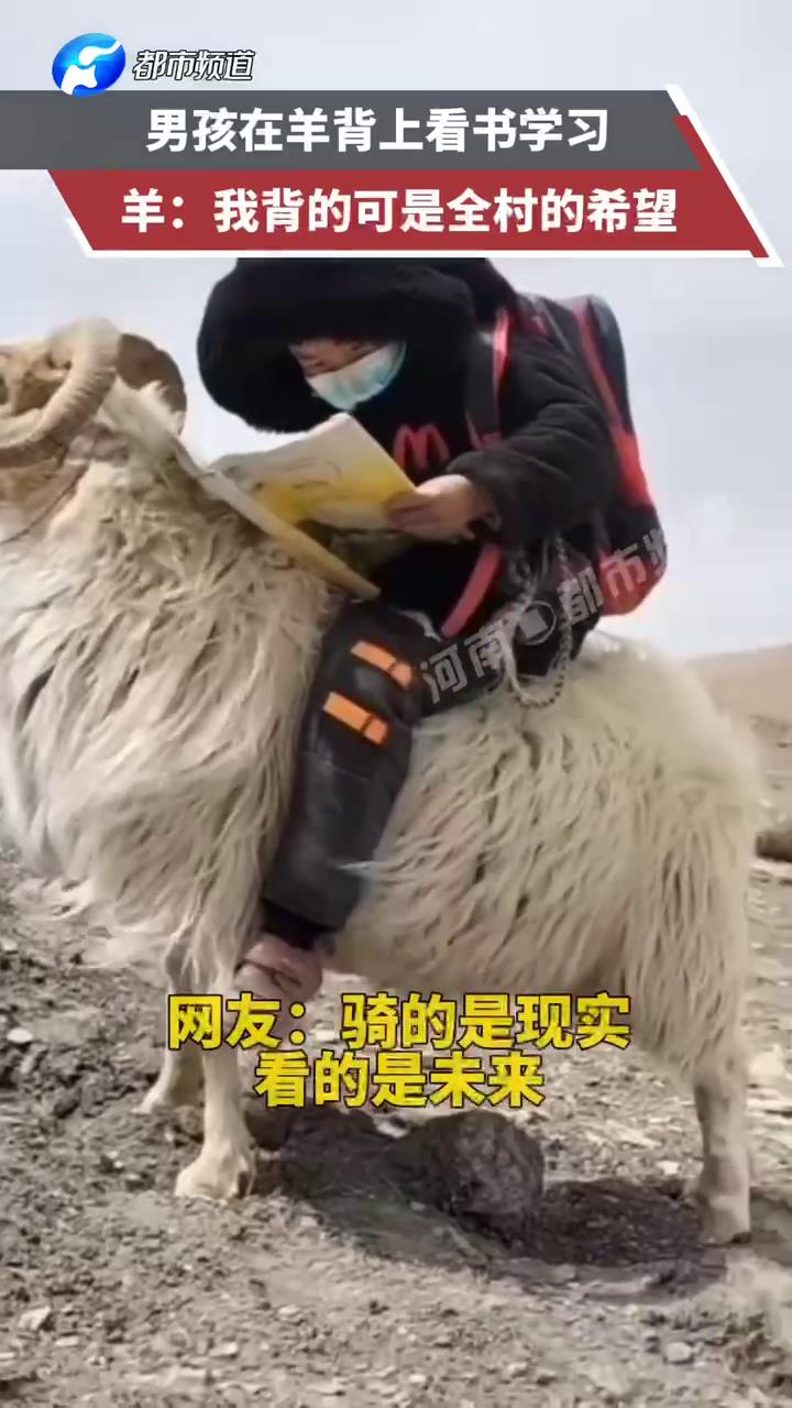 男孩骑着羊看书学习羊骄傲昂头我背的是全村的希望
