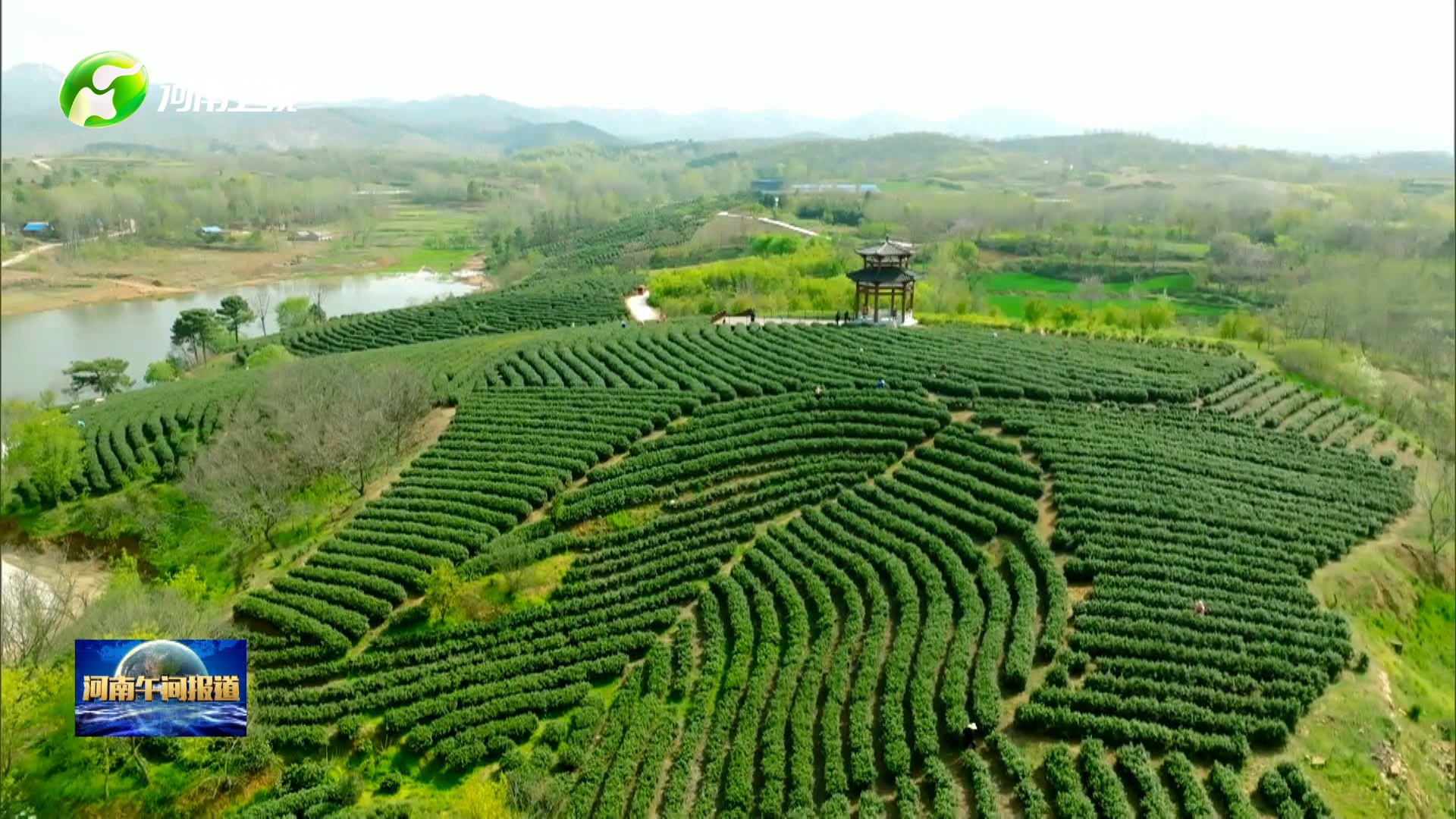 奋进新征程建功新时代南阳桐柏茶叶成为致富金叶子