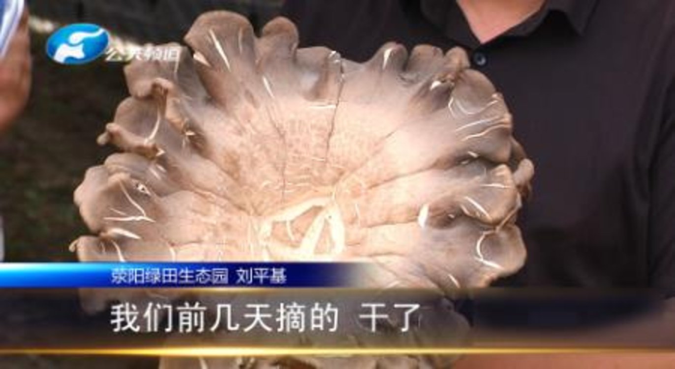 比脸还大的雪茸菇你吃过吗医生营养又好吃但要适量食用