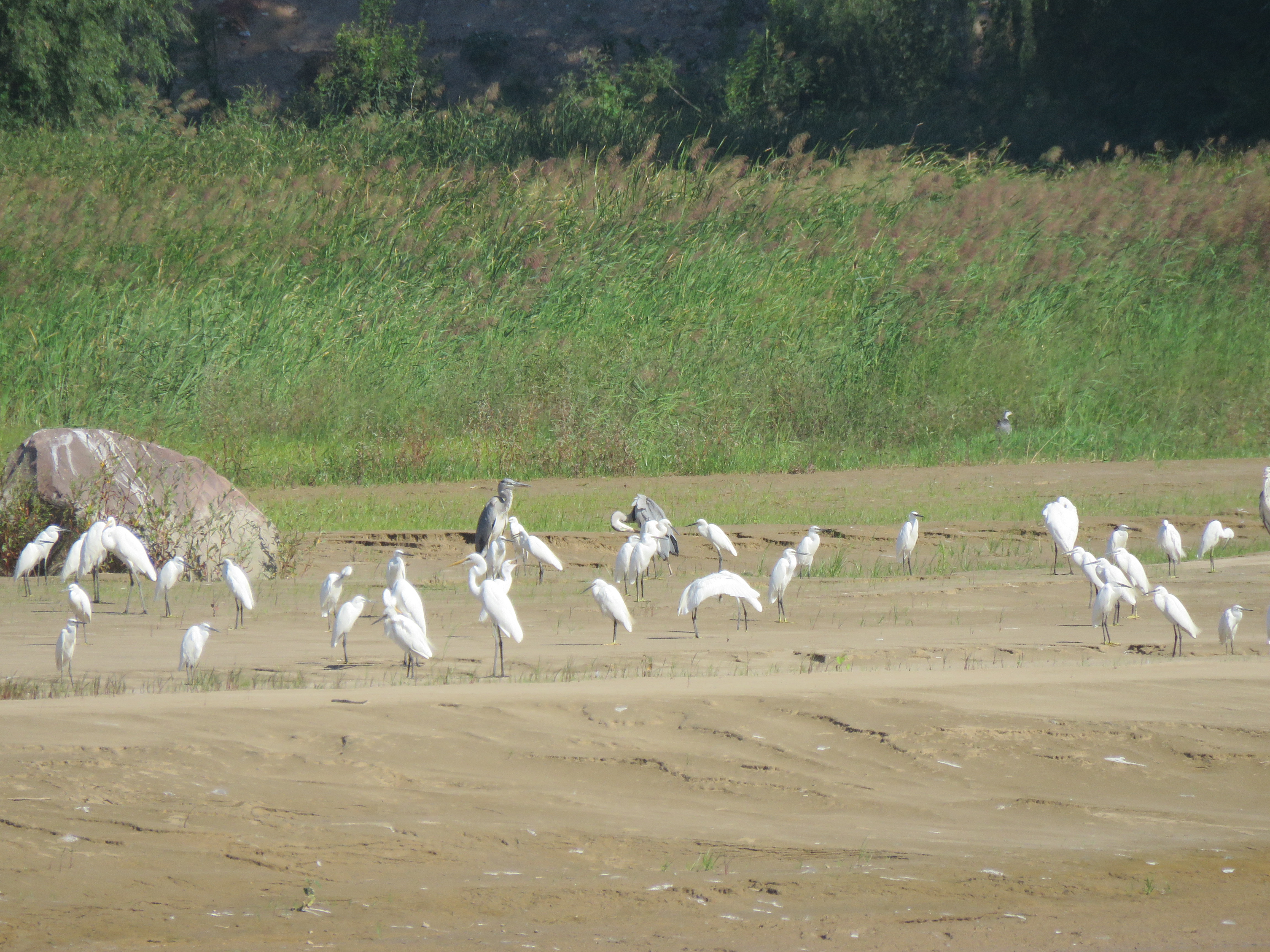 黄河湿地国家级自然保护区济源段迎来鸟类繁殖季节
