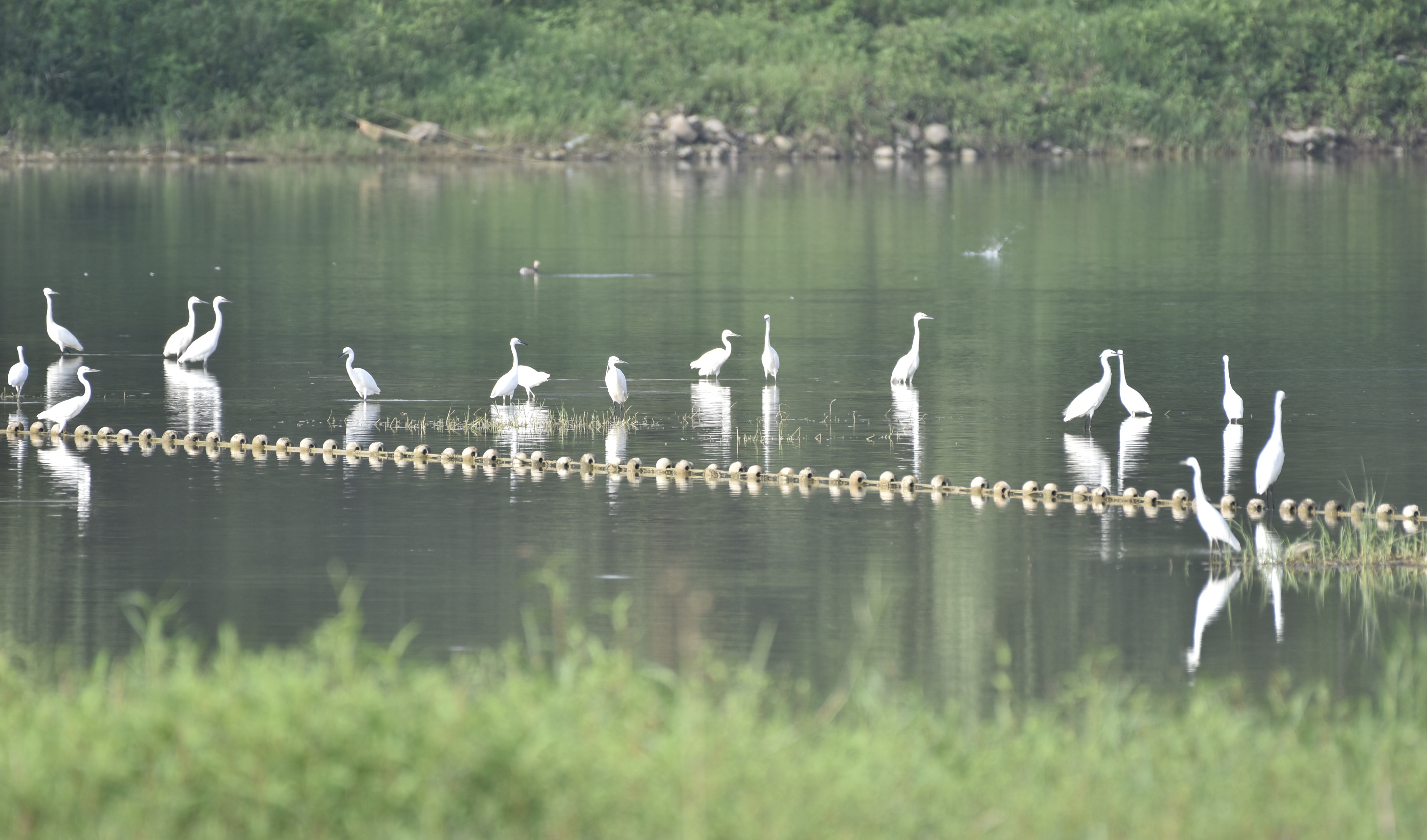 黄河湿地国家级自然保护区济源段迎来鸟类繁殖季节