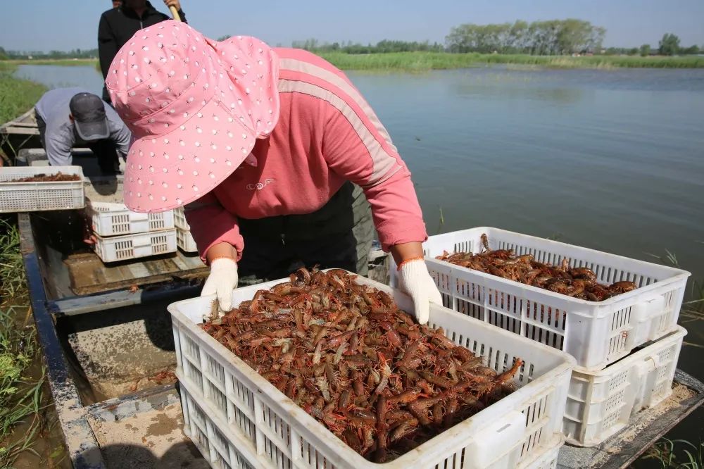 30万斤虾宝安家范县黄河生态龙虾养殖基地