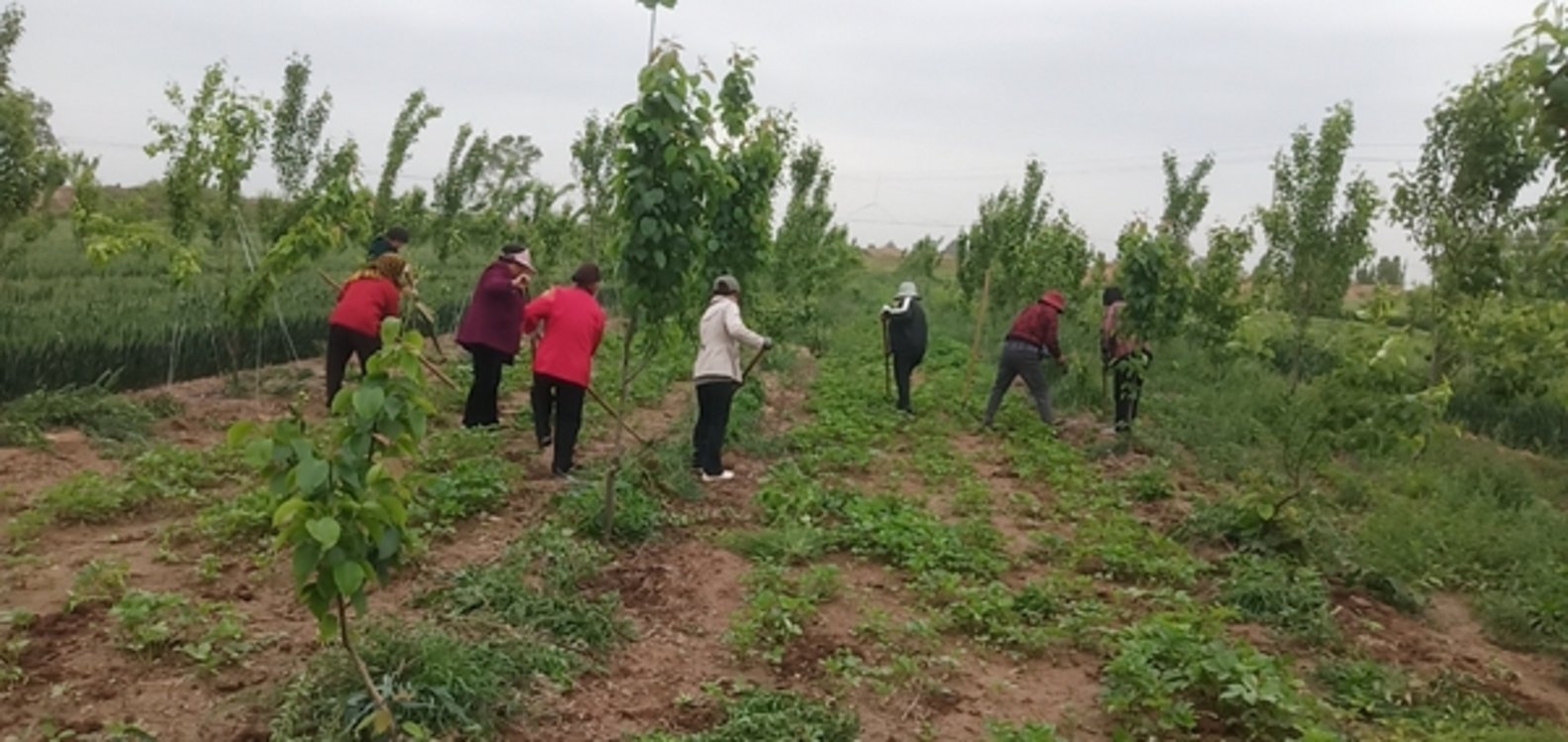 南乐县梁村乡：“林药”复合模式走出致富增收新路