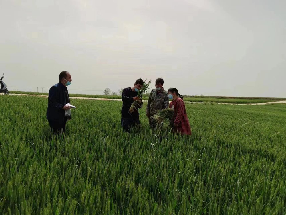 孟州市：不误农时抓麦管 力保夏粮丰收！