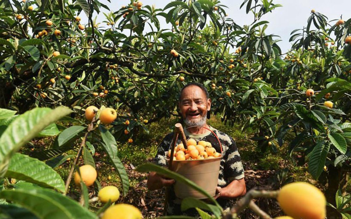 四川内江：枇杷熟了 日子甜了