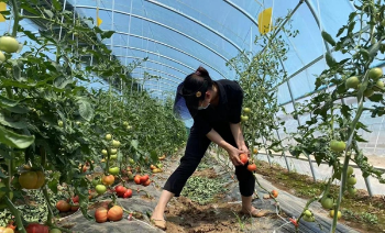 发展西红柿种植大棚 为乡村振兴蓄势赋能