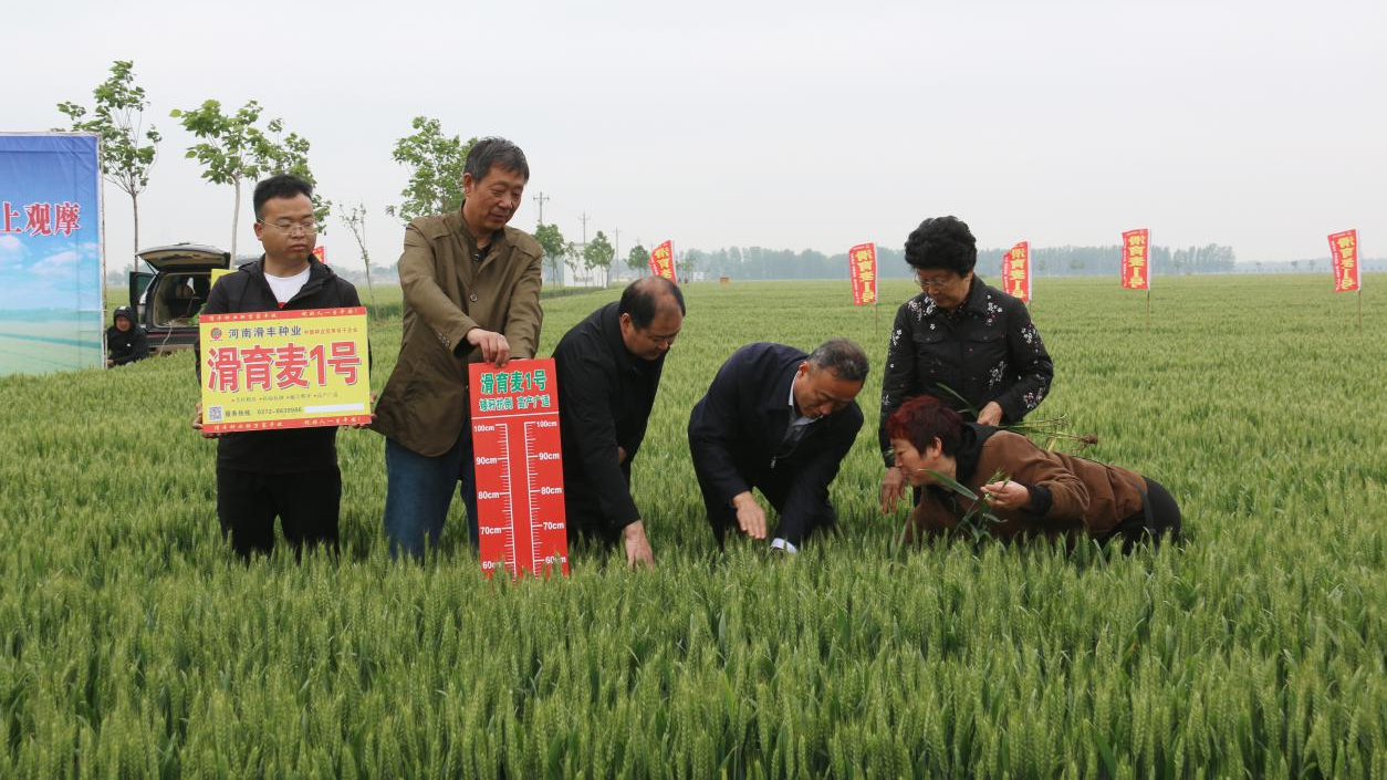 河南滑县推良种良法促农增产增收