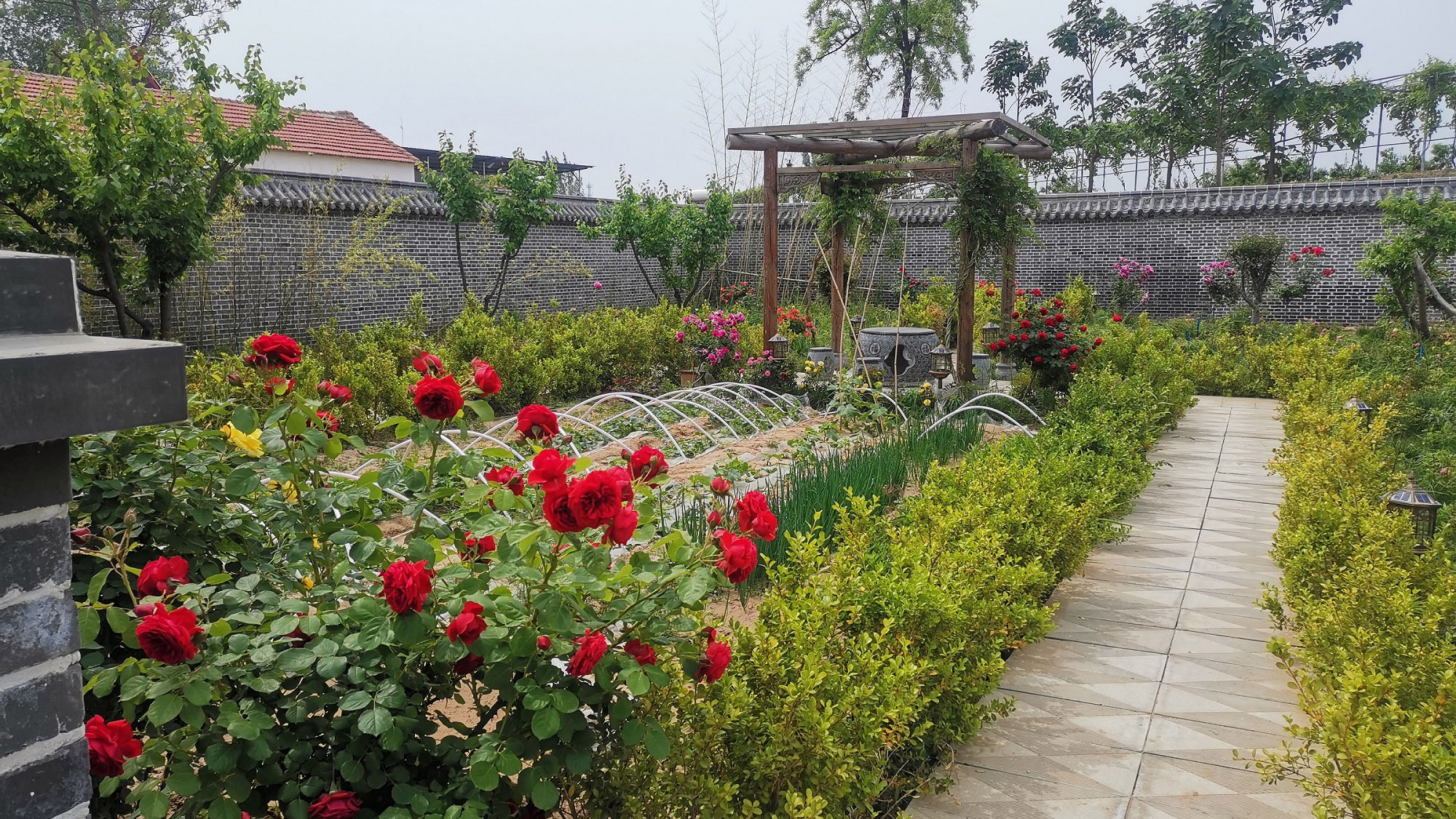 安阳滑县桑村乡一宅变四园乡村展新颜