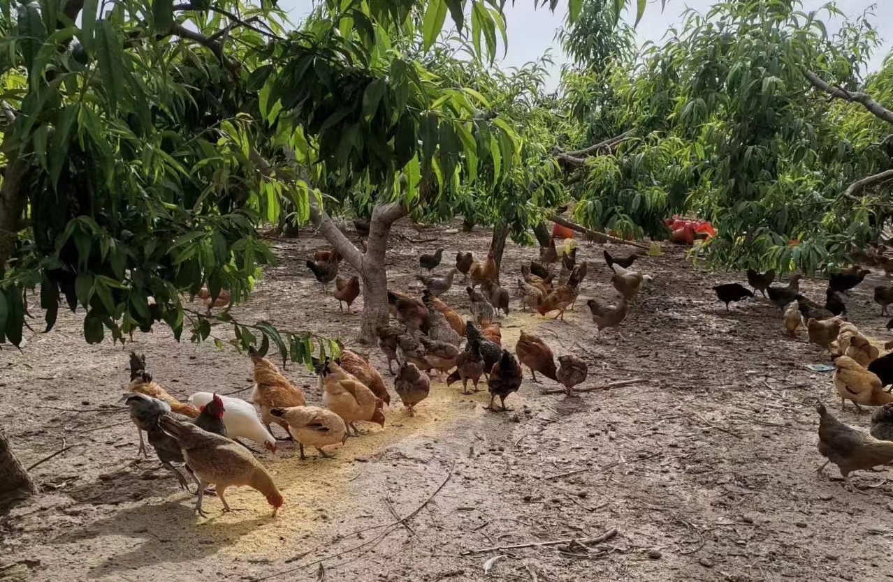 尉氏县永兴镇桃园散养土鸡奏响乡村振兴致富曲