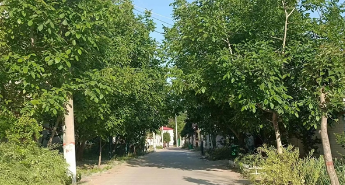 商丘市刘口镇：“美颜”模式提升村庄“颜值”