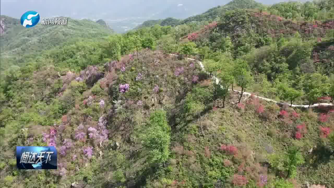 花開時節魯山杜鵑花開滿目春