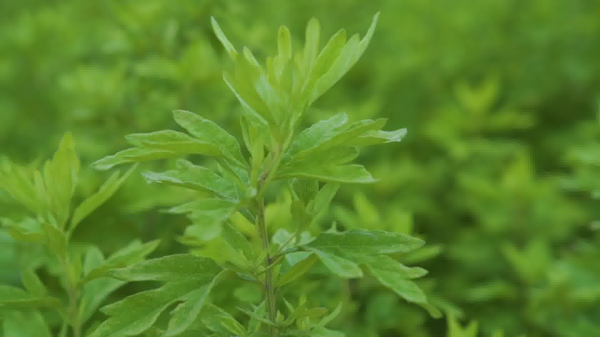 牢记嘱托感恩奋进主题mv艾香南阳