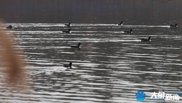 郑州北区贾鲁河出现白骨顶——鸟类游泳界的“扛把子”
